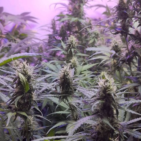 Cultivo de royal haze &ak 47 mix growlog photo: Chequeo
