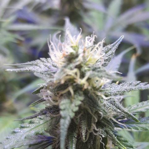 Cultivo de royal haze &ak 47 mix growlog photo: Chequeo
