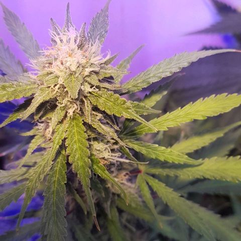 Cultivo de royal haze &ak 47 mix growlog photo: Chequeo