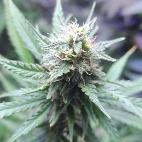 Cultivo de royal haze &ak 47 mix growlog photo: Chequeo