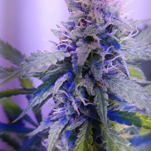 Cultivo de royal haze &ak 47 mix growlog photo: Chequeo
