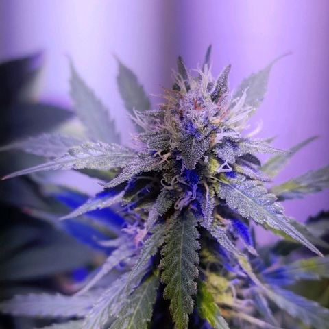 Cultivo de royal haze &ak 47 mix growlog photo: Chequeo