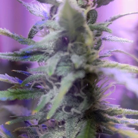 Cultivo de royal haze &ak 47 mix growlog photo: Chequeo