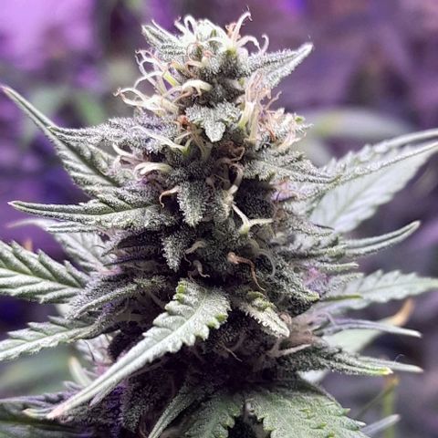 Cultivo de royal haze &ak 47 mix growlog photo: Siguen ...
