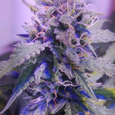 Cultivo de royal haze &ak 47 mix growlog photo: Siguen ...