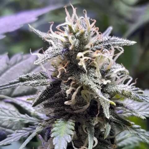Cultivo de royal haze &ak 47 mix growlog photo: Siguen ...