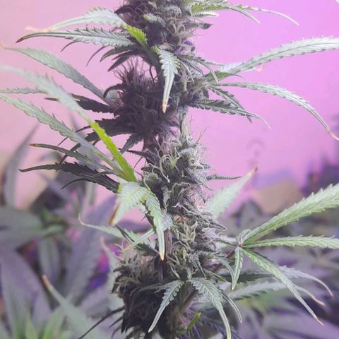 Cultivo de royal haze &ak 47 mix growlog photo: Siguen ...