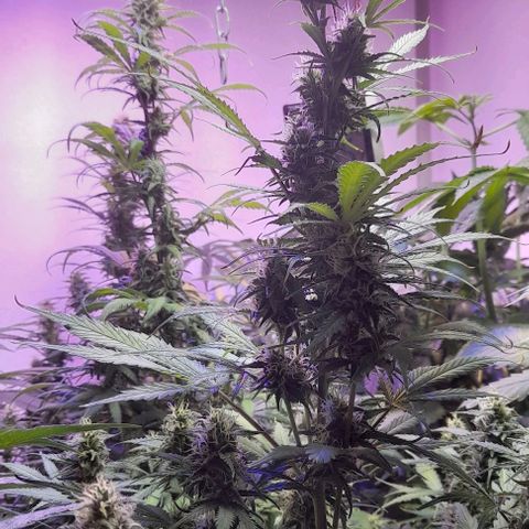 Cultivo de royal haze &ak 47 mix growlog photo: Siguen ...