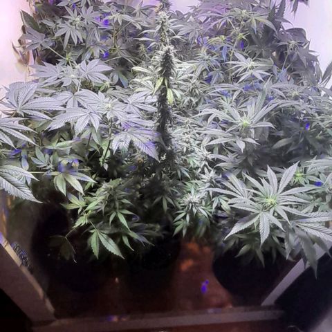 Cultivo de royal haze &ak 47 mix growlog timeline photo