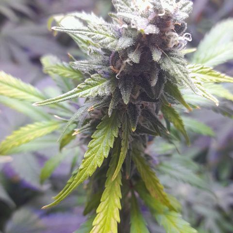 Cultivo de royal haze &ak 47 mix growlog timeline photo