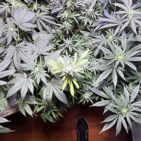 Cultivo de royal haze &ak 47 mix growlog timeline photo