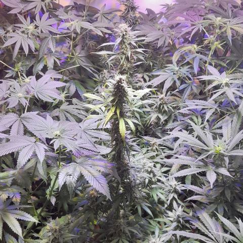 Cultivo de royal haze &ak 47 mix growlog timeline photo
