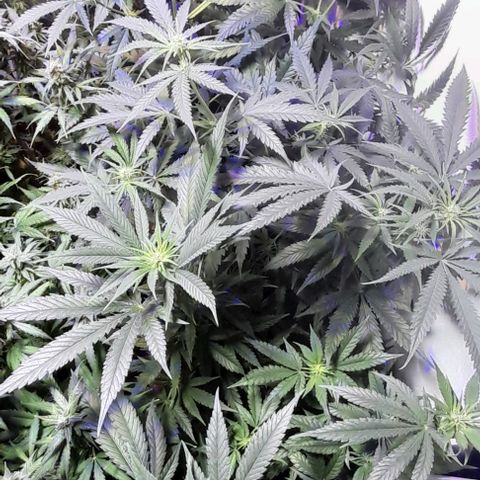 Cultivo de royal haze &ak 47 mix growlog timeline photo