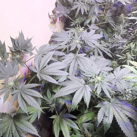 Cultivo de royal haze &ak 47 mix growlog timeline photo