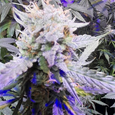 Cultivo de royal haze &ak 47 mix growlog timeline photo