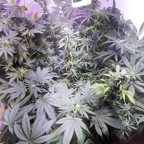 Cultivo de royal haze &ak 47 mix growlog timeline photo