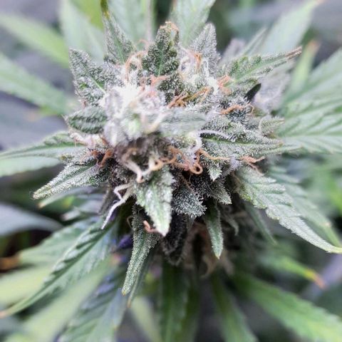 Cultivo de royal haze &ak 47 mix growlog photo: Autoflorecientes para corte