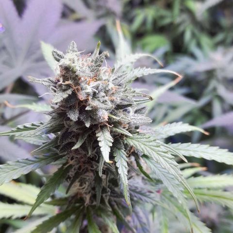 Cultivo de royal haze &ak 47 mix growlog photo: Autoflorecientes para corte