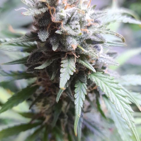 Cultivo de royal haze &ak 47 mix growlog timeline photo