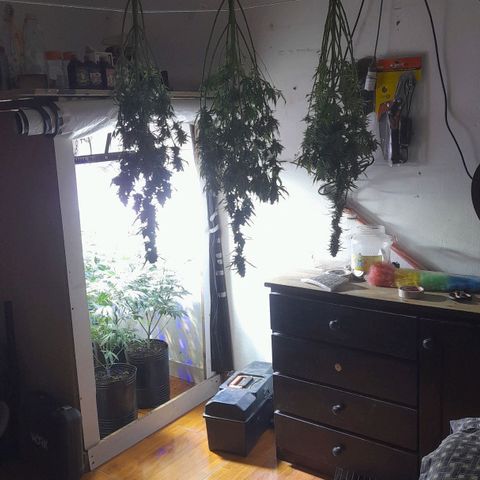 Cultivo de royal haze &ak 47 mix growlog timeline photo