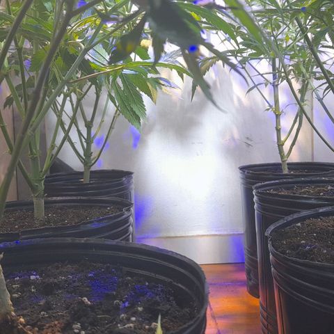 Cultivo de royal haze &ak 47 mix growlog timeline photo