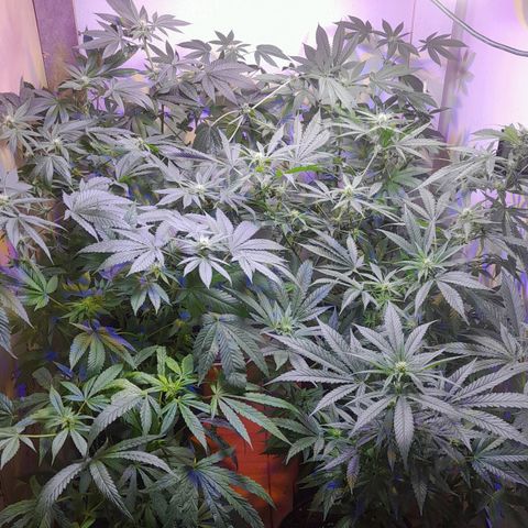 Cultivo de royal haze &ak 47 mix growlog timeline photo