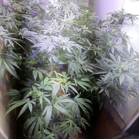 Cultivo de royal haze &ak 47 mix growlog timeline photo