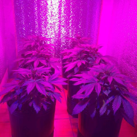 Critical kush auto growlog timeline photo
