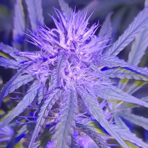 Critical kush auto growlog timeline photo