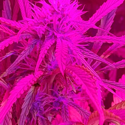 Critical kush auto growlog timeline photo