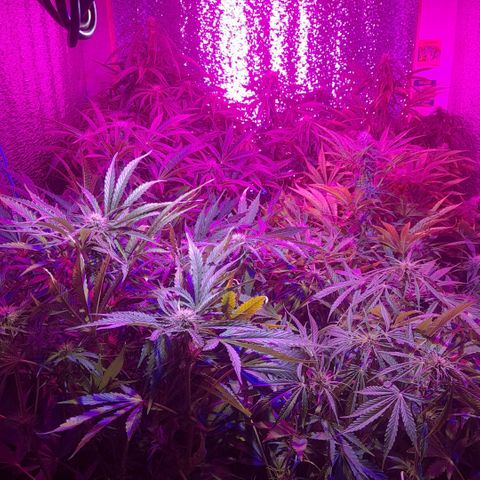 Critical kush auto growlog timeline photo