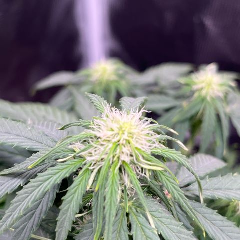 Titan F1 growlog timeline photo