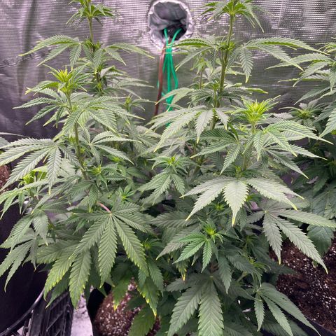 Pot 2 growlog photo: 66cm