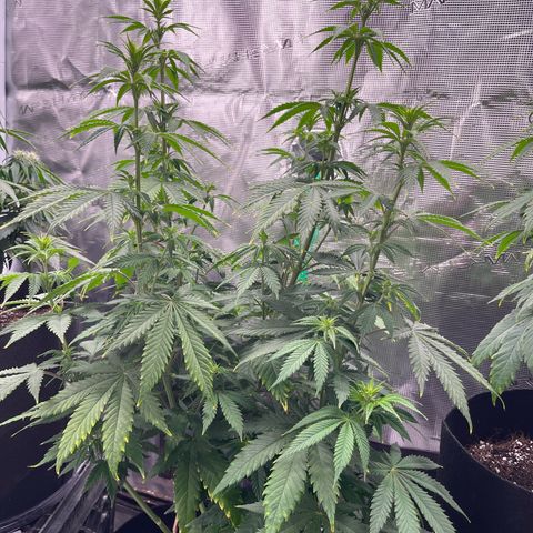 Pot 2 growlog timeline photo