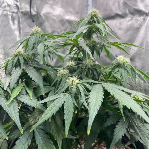 Titan F1 growlog timeline photo