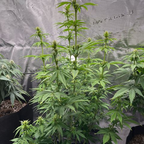 Pot 2 growlog timeline photo