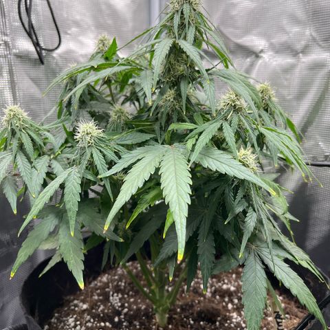 Titan F1 growlog timeline photo