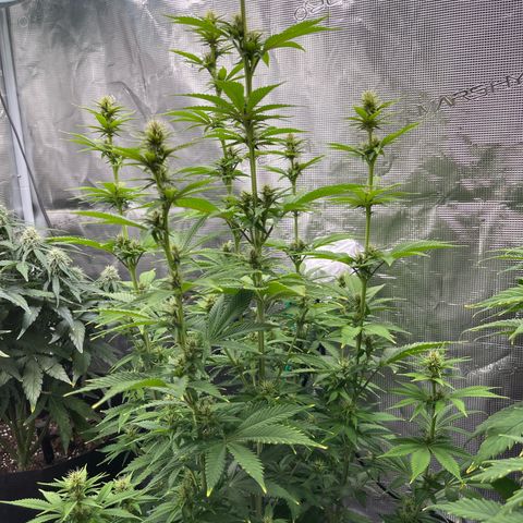 Pot 2 growlog timeline photo