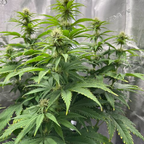 Pot 1. growlog timeline photo