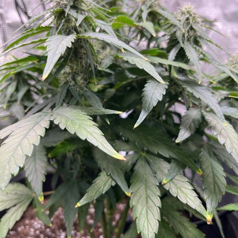 Titan F1 growlog timeline photo