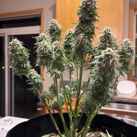 Titan F1 growlog photo: Trimmed and ready for drying 