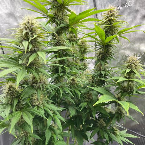 Pot 1. growlog photo: Some pistles turning brown