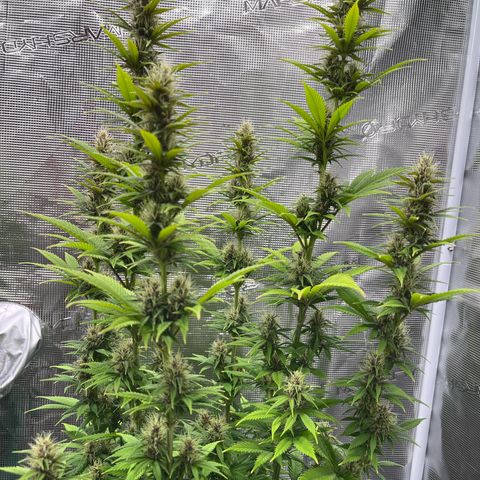 Pot 2 growlog photo: Pistles starting to brown