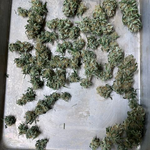 Titan F1 growlog photo: 25g