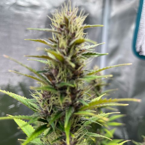 Pot 1. growlog timeline photo