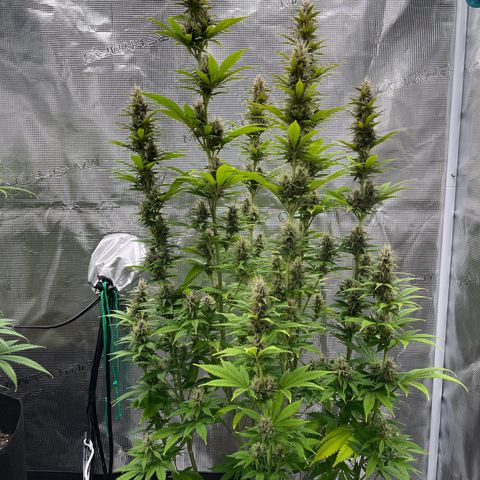 Pot 1. growlog timeline photo