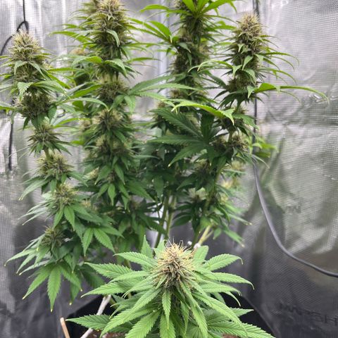 Pot 1. growlog timeline photo