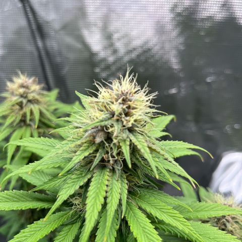 Pot 1. growlog timeline photo