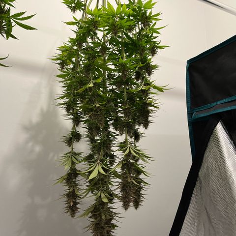 Pot 2 growlog timeline photo