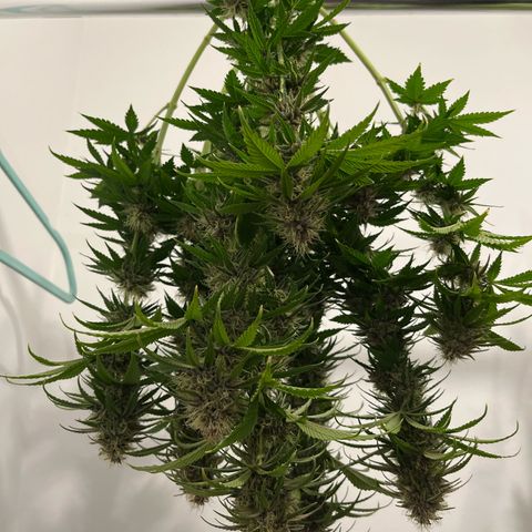 Pot 1. growlog timeline photo